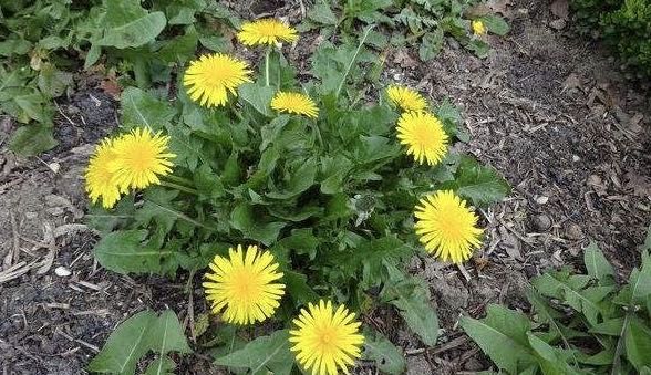 河南益康堂實(shí)業(yè)有限公司雞年送祝福啦！！！